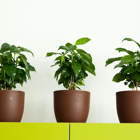 A Santa Rosa 住宿加早餐酒店 莱切