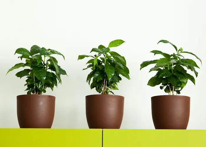 A Santa Rosa Couette-café Lecce